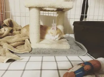 C.K 様のお迎えした子猫