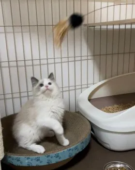 祈 様のお迎えした子猫