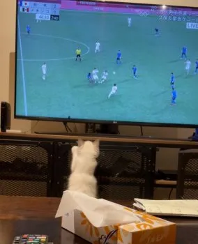 lyra703 様のお迎えした子猫