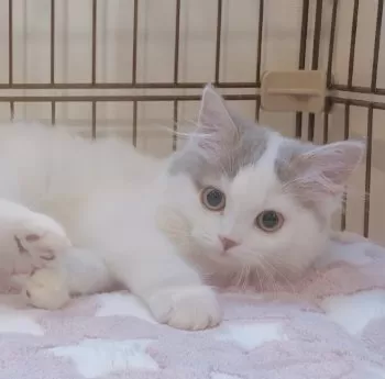 すい 様のお迎えした子猫