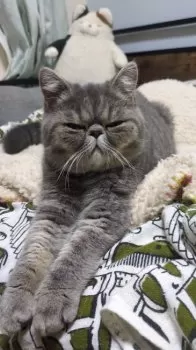 R.M 様のお迎えした子猫