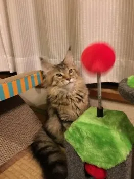 yuu 様のお迎えした子猫