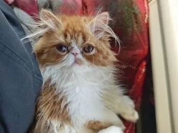 N.H 様のお迎えした子猫