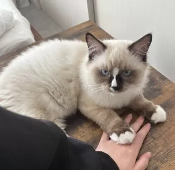 Y.R 様のお迎えした子猫