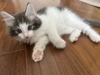 ドラチエ 様のお迎えした子猫