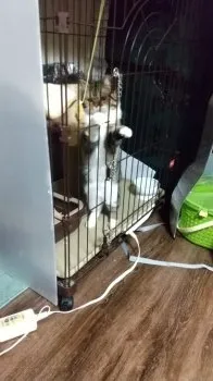 あずきち 様のお迎えした子猫