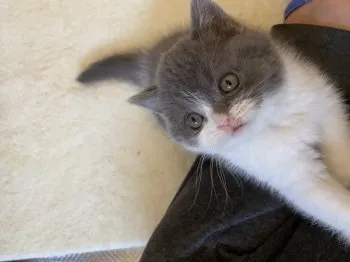 qoogyo 様のお迎えした子猫