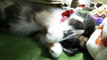 舞趣麿 様のお迎えした子猫