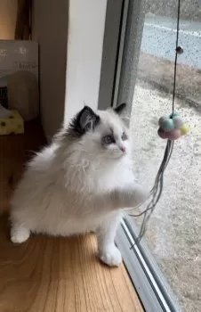 ヒロ 様のお迎えした子猫