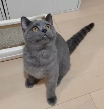 Y.S 様のお迎えした子猫