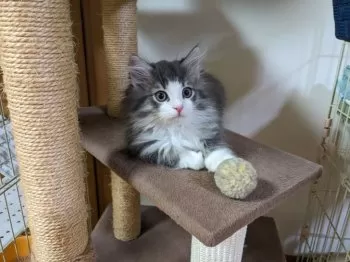 M.N 様のお迎えした子猫