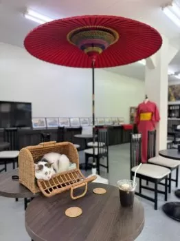 えもちゃん 様のお迎えした子猫