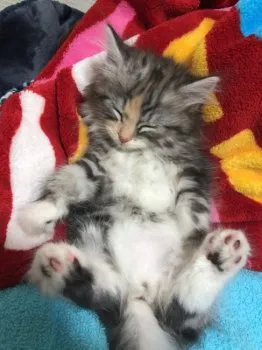 むぎ 様のお迎えした子猫