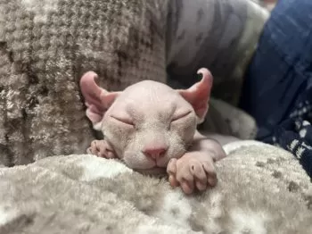 Y.A 様のお迎えした子猫