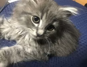 M.T 様のお迎えした子猫