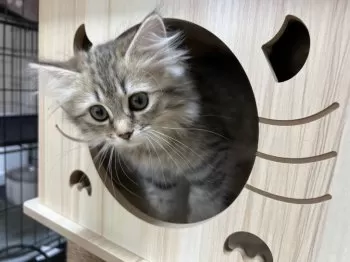 黄 様のお迎えした子猫