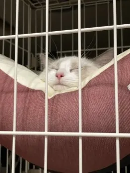 みるくん 様のお迎えした子猫