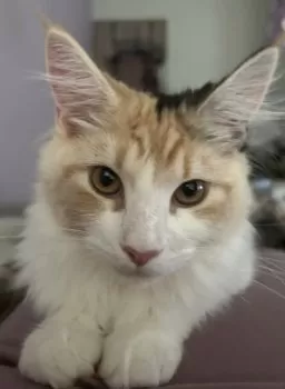 M.M 様のお迎えした子猫