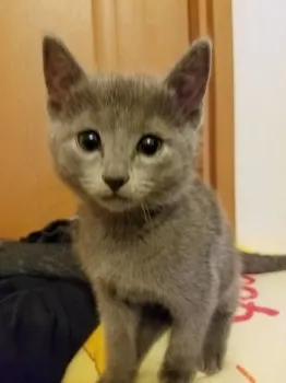 カエデ 様のお迎えした子猫