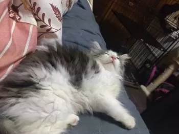 M.K 様のお迎えした子猫