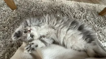 A 様のお迎えした子猫