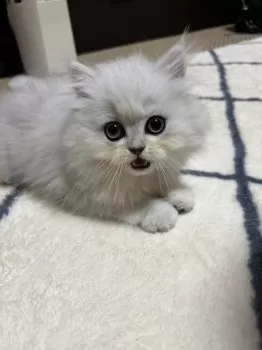 S.S.FND. 様のお迎えした子猫