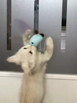 K.H 様のお迎えした子猫