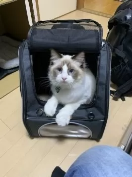 nao 様のお迎えした子猫