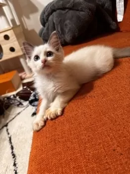 S.A 様のお迎えした子猫