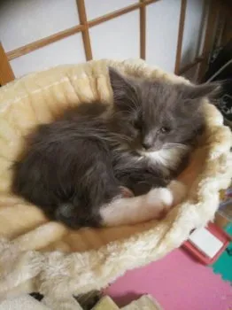 かきちゃん 様のお迎えした子猫