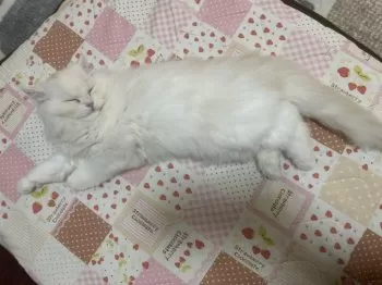 M.O 様のお迎えした子猫