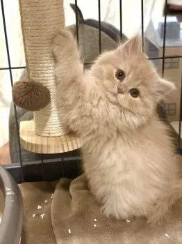 K.K 様のお迎えした子猫