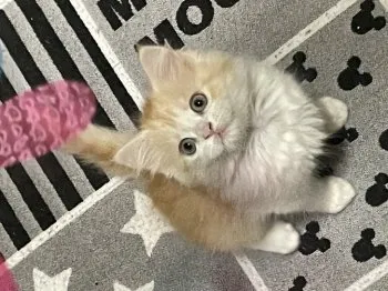 いづみん 様のお迎えした子猫