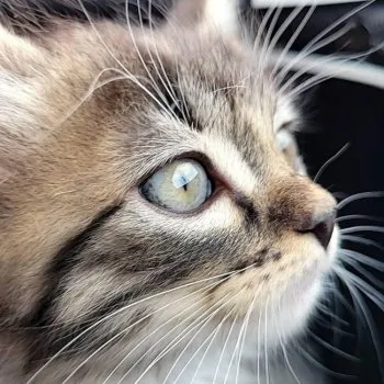 プー 様のお迎えした子猫