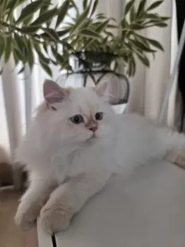 Josephine L 様のお迎えした子猫
