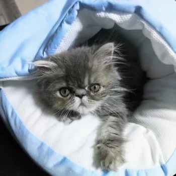 ナツ 様のお迎えした子猫