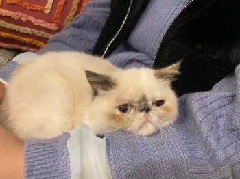 M.K 様のお迎えした子猫