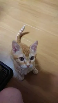 けーりん 様のお迎えした子猫