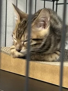 あや 様のお迎えした子猫
