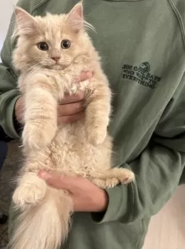 R.S 様のお迎えした子猫