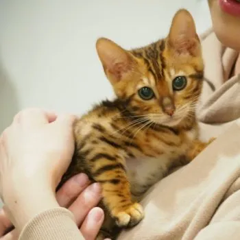 K.W 様のお迎えした子猫