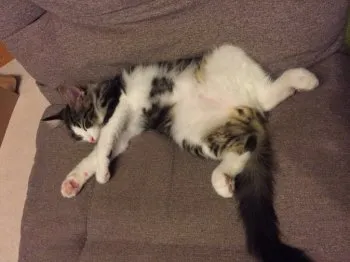 こん 様のお迎えした子猫