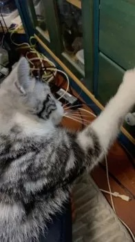 ドラ太郎 様のお迎えした子猫