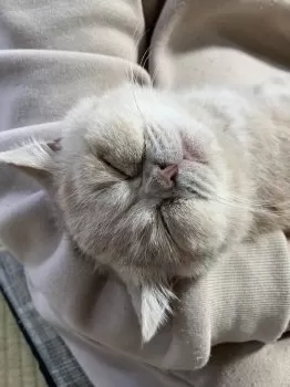 みぃすけ 様のお迎えした子猫