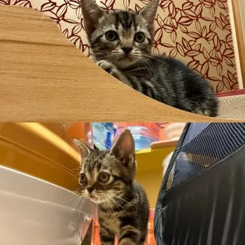 みーくん 様のお迎えした子猫