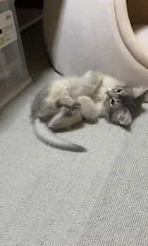 澪 様のお迎えした子猫