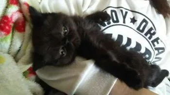 辻　めぐみ 様のお迎えした子猫