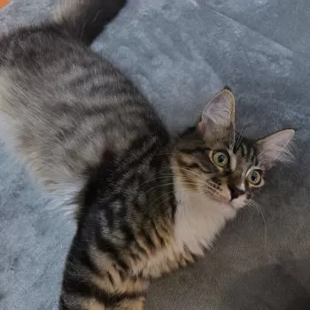 ksk 様のお迎えした子猫