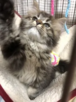 にゃんころ 様のお迎えした子猫