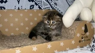 Gin 様のお迎えした子猫